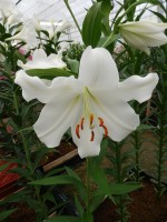 [5151 Polar DJ No01.JPG]